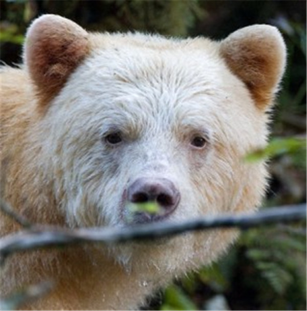 加拿大柯莫德熊Kermode bear - 加拿大乐活网