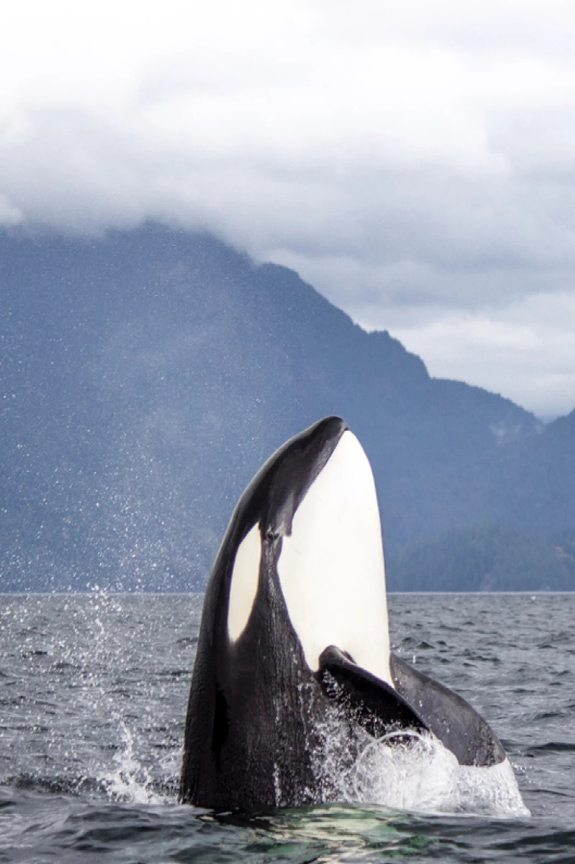 kicmKNATR9CeQ4hZUtzcN6GrVyOsbXNH5zxk1ibjibIrXLSQc5tJyMwGqEONHJr7C9Q9tCRpwhGws9Xy3E6uQGpeQ_629bcb6925de1