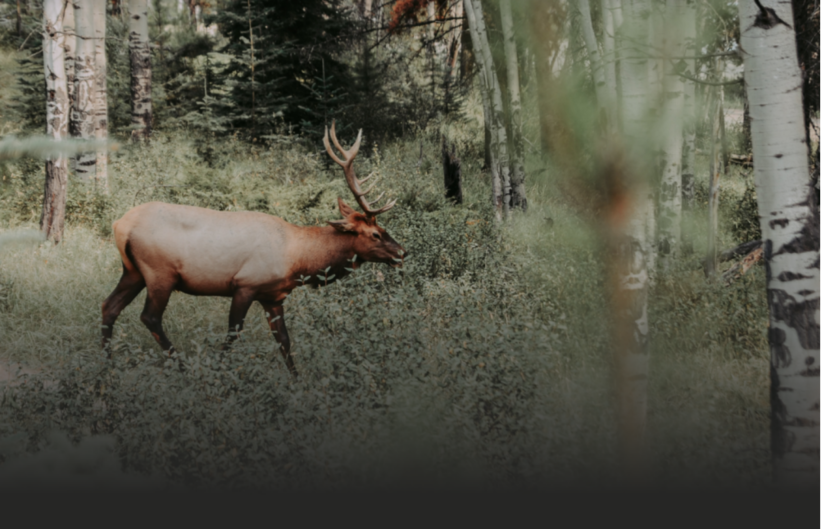 2RviaAMxX5VewOwAAfnCVgqWkJ2ZZvH1PcQ5L9qewhmD3v1wGW4Sc3nvgVLvVufLwEORz9D4tGEhNPY8sVzbeicQ_629b4c04bf340