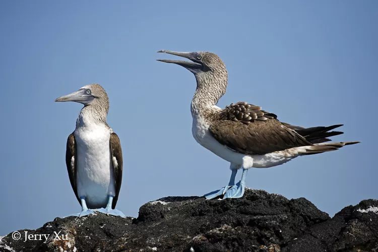 CoUBGV2cI52AeEC1AAC8NpskdQU63_pL9SuTi3a1UF