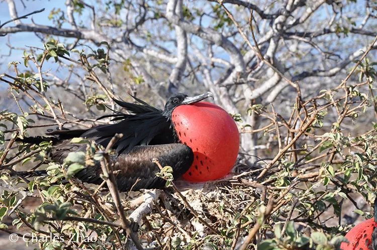 CoUBGV2cI66AILv0AAHesVwQXxQ84_baLo9a59wRLv