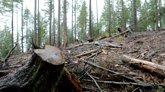 arbres-meres-suzanne-simard-foret-ecologie-19_E9xkj1AZgIMt