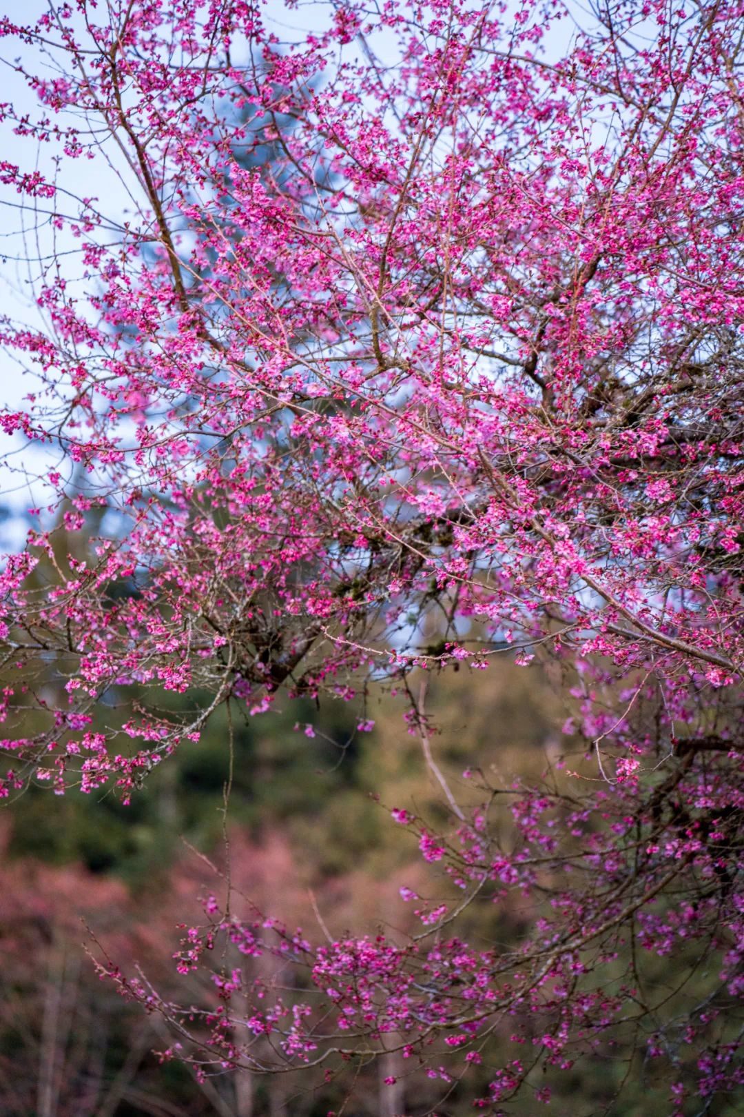 bFoic9fJo4B3vQZAegrkqgt6VVbaMdPUd9VkkNhljcJLx2jbmicxgfuiawAHNX7Ro0s21tp3EQ9b9SGxqjJWia7PVQ