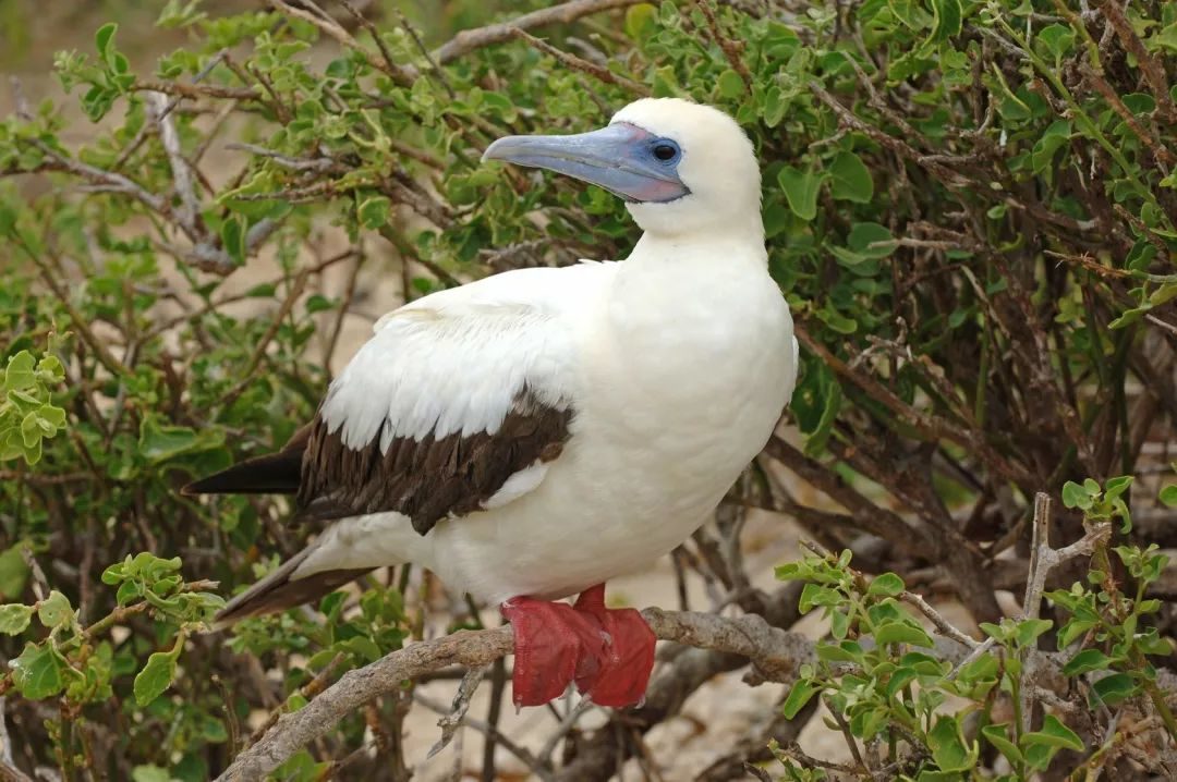 wKgEaV2cI66ALLprAAItf0MeS5804_l9i233lWeUUH