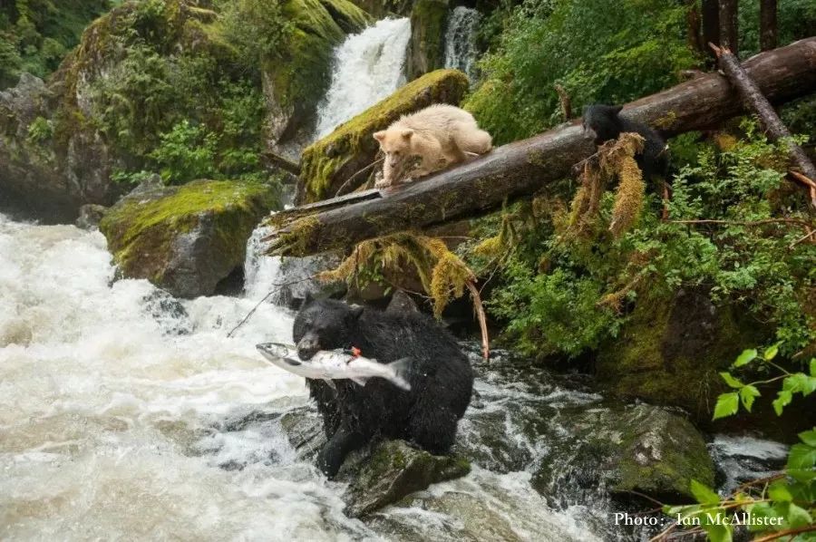 40320945E958BE758C52EDE222D2706593369111_size132_w900_h598_ab6qp 40320945E958BE758C52EDE222D2706593369111_size132_w900_h598_ab6qp