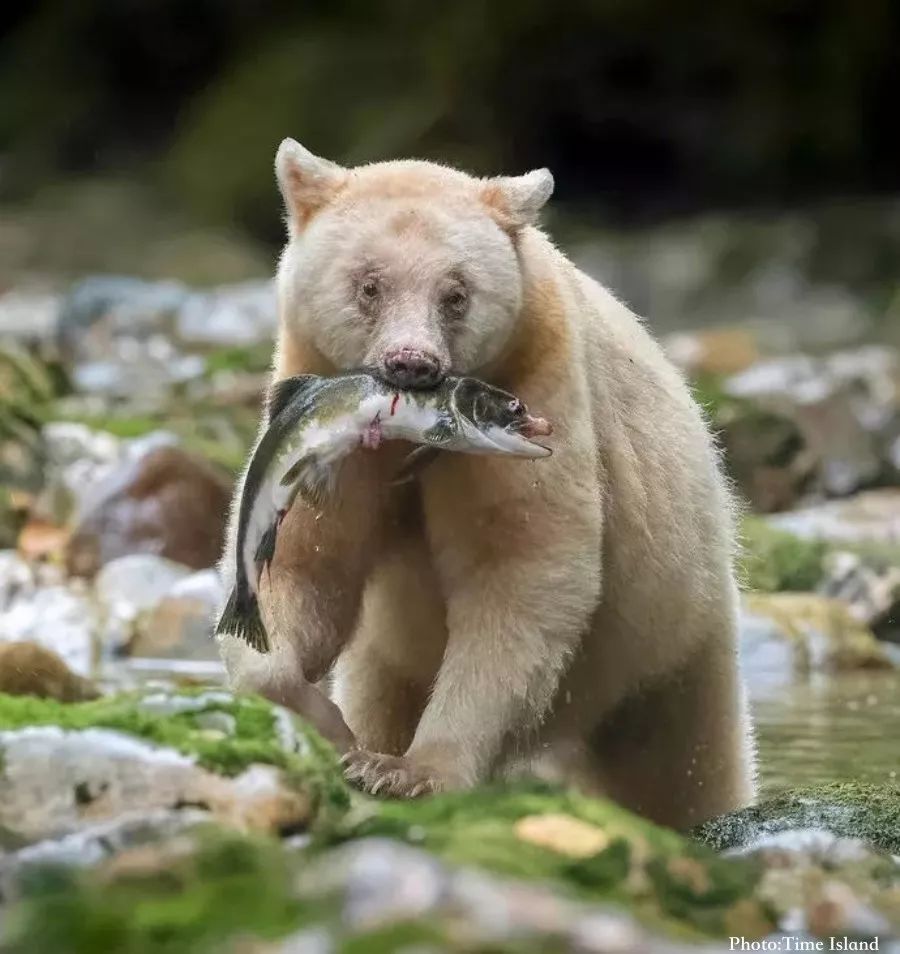 430313760BF56992D572076E7563CCCB73F7C510_size88_w900_h954_kllwo 430313760BF56992D572076E7563CCCB73F7C510_size88_w900_h954_kllwo