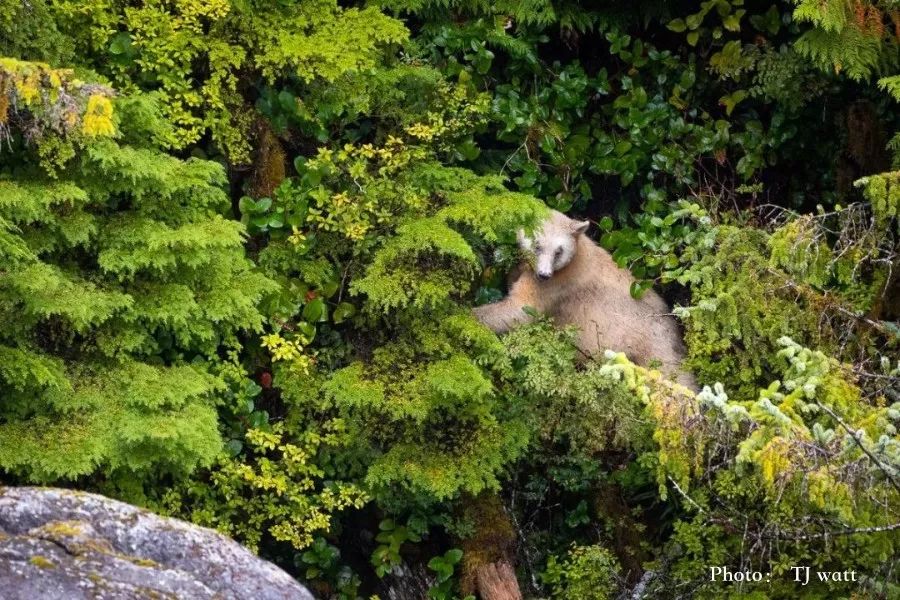 9A0F1EABE905474DE956E4F0169D43CE55543F04_size168_w900_h600_rkurm 9A0F1EABE905474DE956E4F0169D43CE55543F04_size168_w900_h600_rkurm