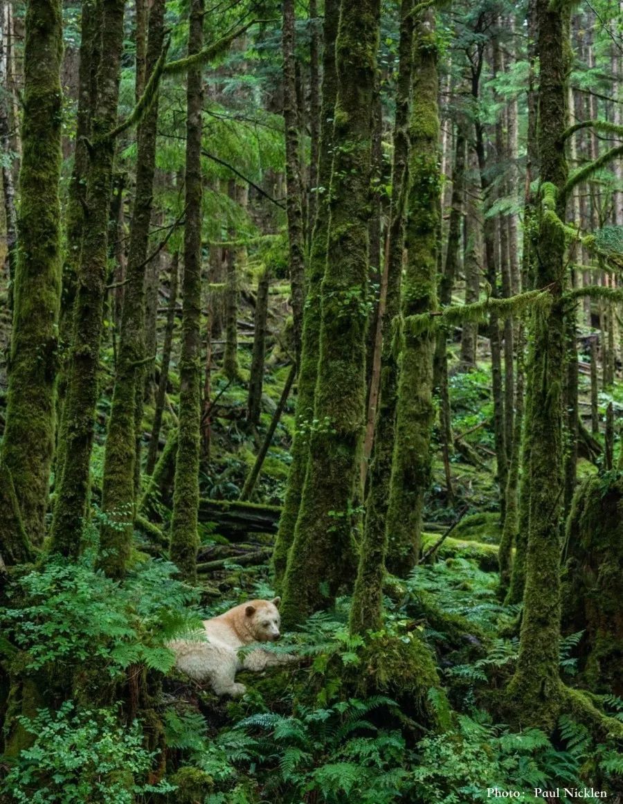 9BDC5B97EC875DD6723A6F28330E4110F6FFFCF0_size267_w900_h1161_h5f7i 9BDC5B97EC875DD6723A6F28330E4110F6FFFCF0_size267_w900_h1161_h5f7i