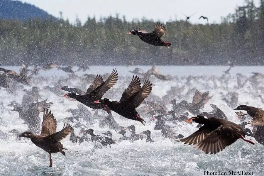 A157F1F278AFE846179385E37CD34B8E9602978D_size132_w900_h600_zwgy4 A157F1F278AFE846179385E37CD34B8E9602978D_size132_w900_h600_zwgy4