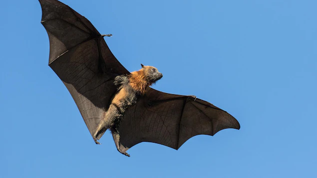 chauve-souris-pteropus-poliocephalus-vol_626c231dbcd5c