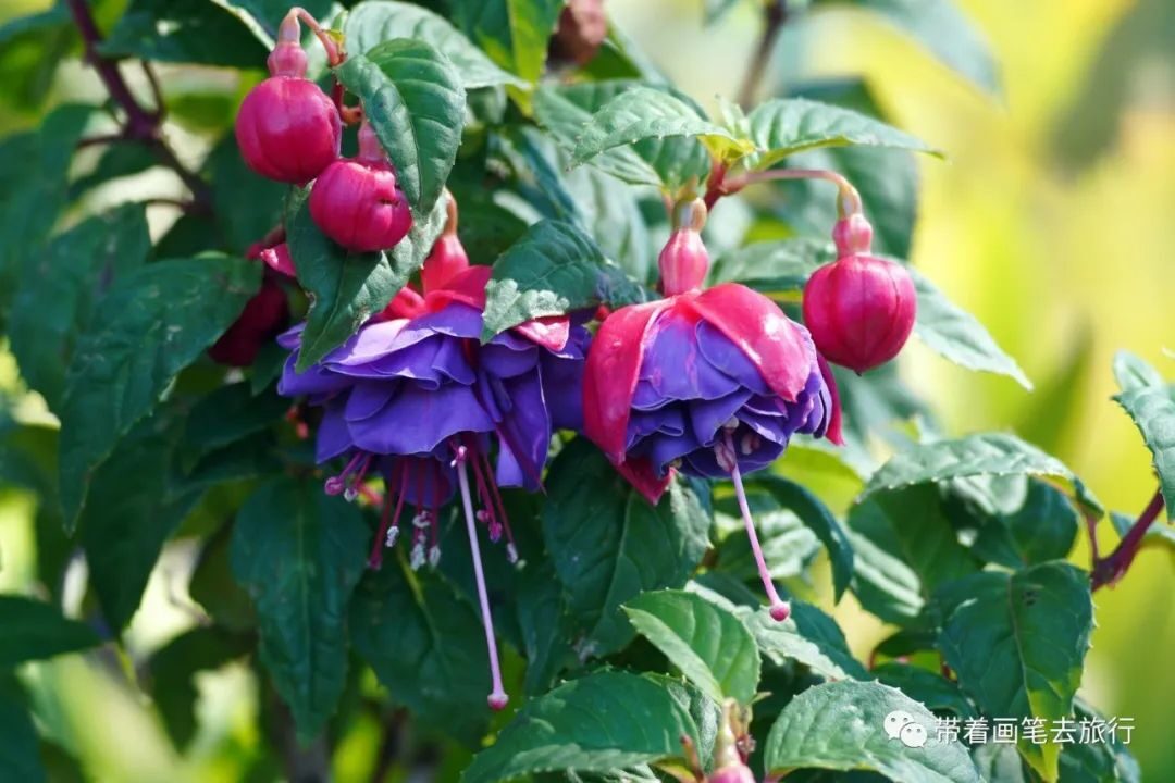 51fd9aab7d873aee126562bfe34c51ec_628573dad655c