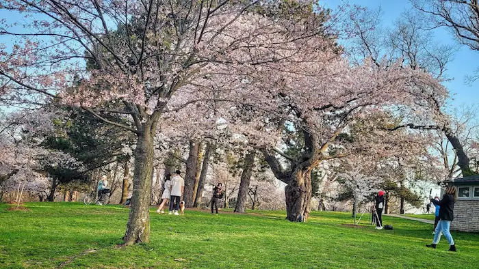 cerisiers-parc-toronto_627a82dddfc58 cerisiers-parc-toronto_627a82dddfc58
