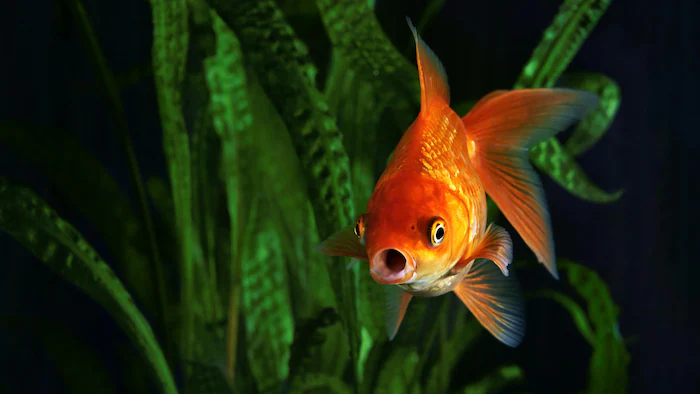 moteur-poisson-rouge_627172b887125