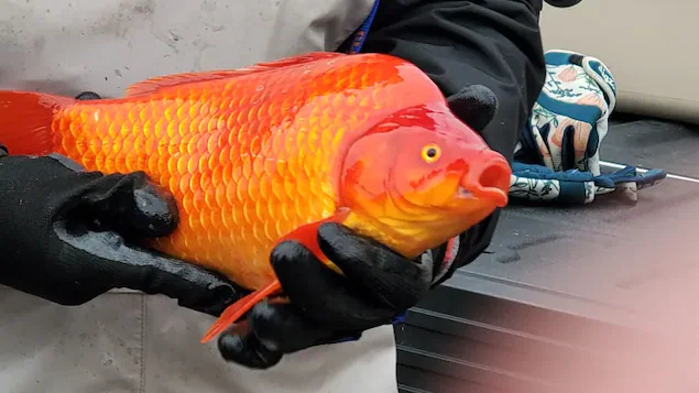 poisson-rouge-espece-envahissante-lethbridge_627172b8665c7