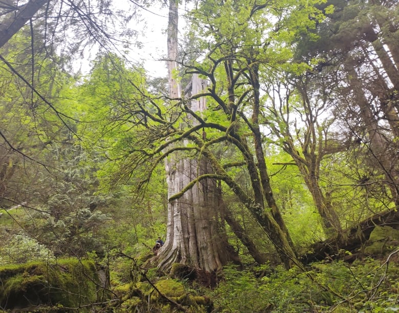 giant-western-red-cedar-in-north-vancouver-s-lynn-headwaters-regional-park_62c1db3d26380