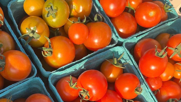 bao-bao-farm-shini-ko-asian-vegetable-78132_zpkzg bao-bao-farm-shini-ko-asian-vegetable-78132_zpkzg