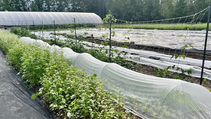 bao-bao-farm-shini-ko-asian-vegetable-80602_r1klq bao-bao-farm-shini-ko-asian-vegetable-80602_r1klq