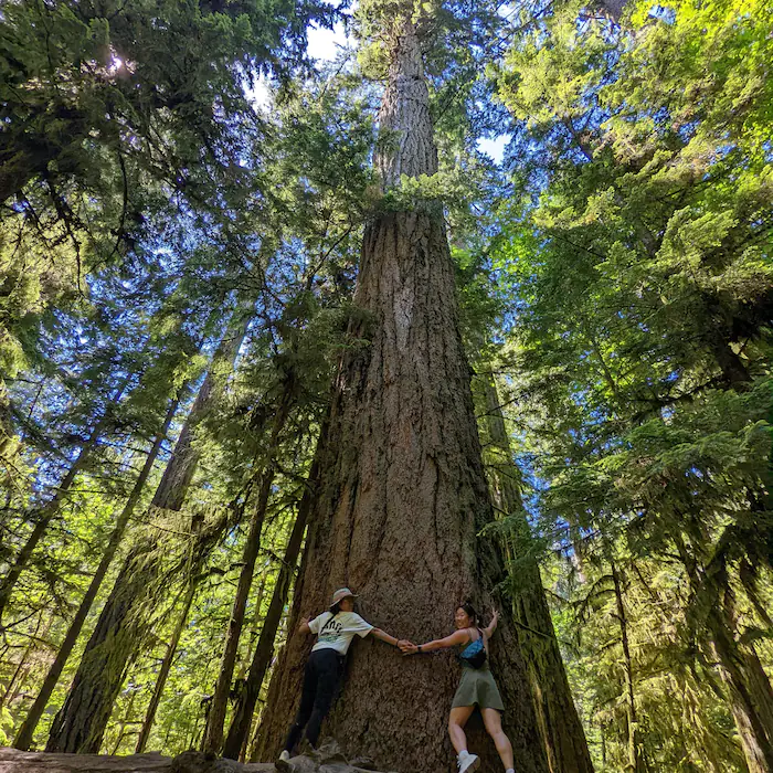 macmillan-provincial-park_s867v