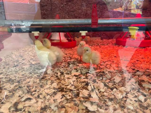 996fe79c646b43e6a1c5868b6bee8539tplv-tt-shrink6400.image_3pwdf