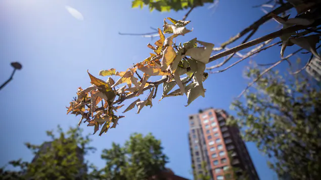 arbres-vague-chaleur-vancouver_0dhnv