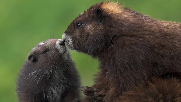 vancouver-island-marmot_zboxb