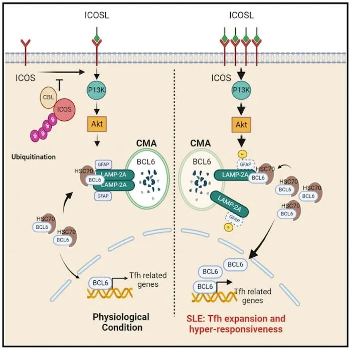 Graphical abstract