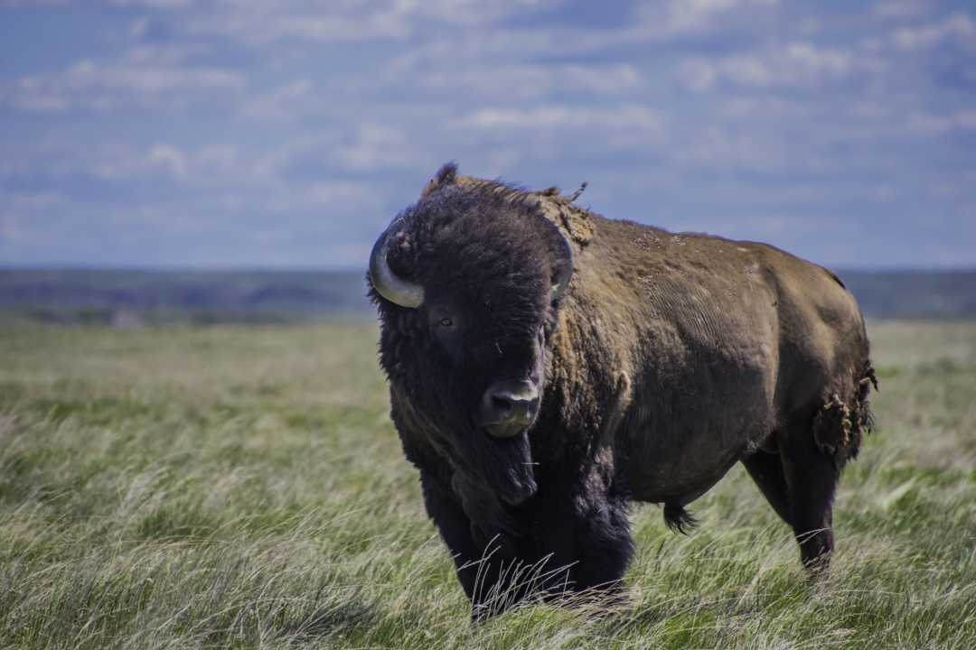 20240629_Plains-Bison-AdobeStock_158235738_11iih