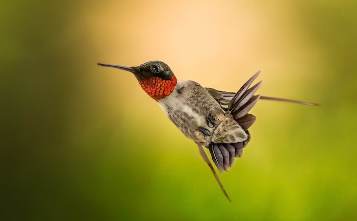 20240827_alec-hickman-wildlife-canadian-geographic-2024-ruby-throated-hummingbird_zp4or