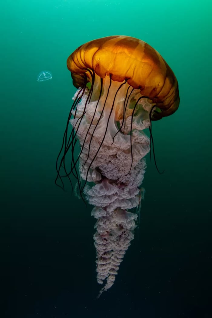 20240827_antonio-hou-canadian-geographic-2024-juvenile-moon-jelly_09osg