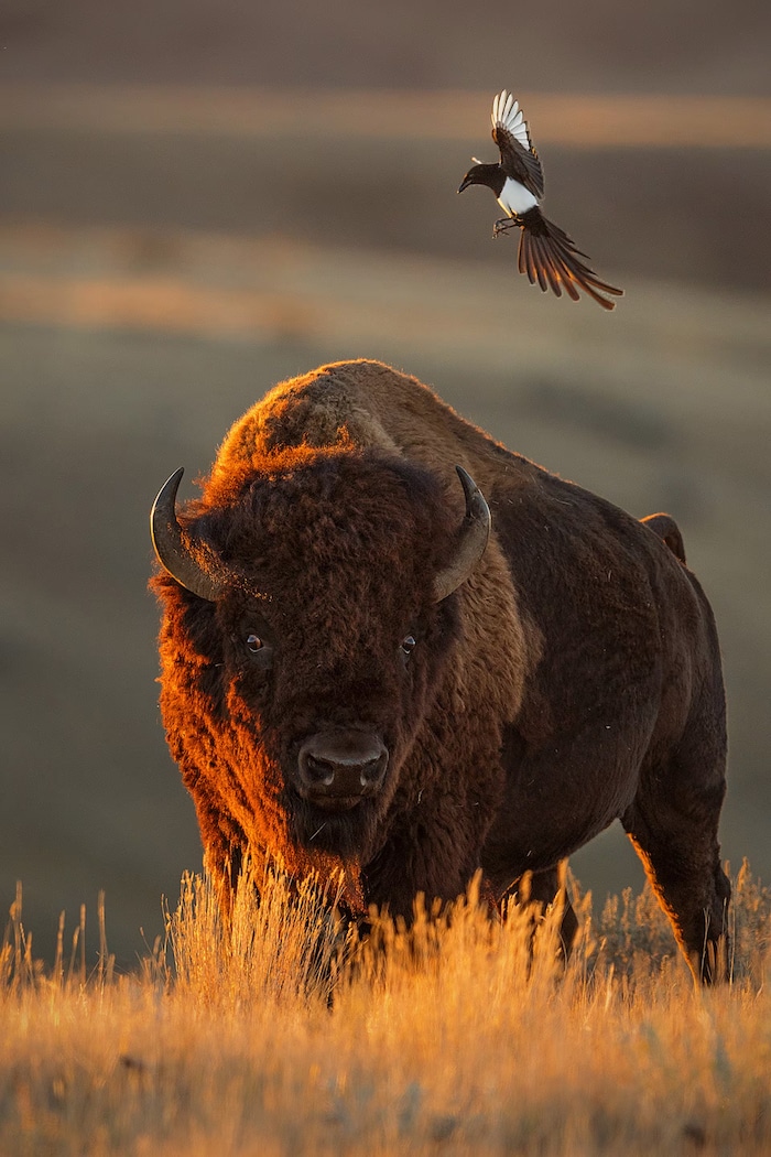 20240827_kelvin-aitken-plains-bison-magpie-canadian-geographic-2024-wildlife_uk2f8