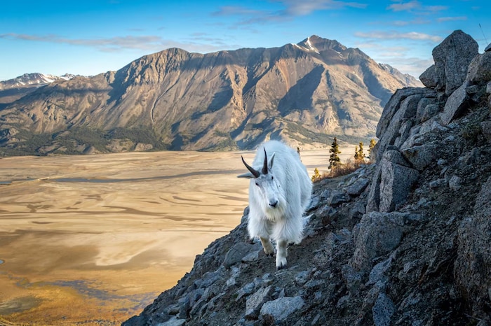 20240827_sonny-parker-canadian-geographic-photographe-wildlife-2024-dall-sheep_nupxa