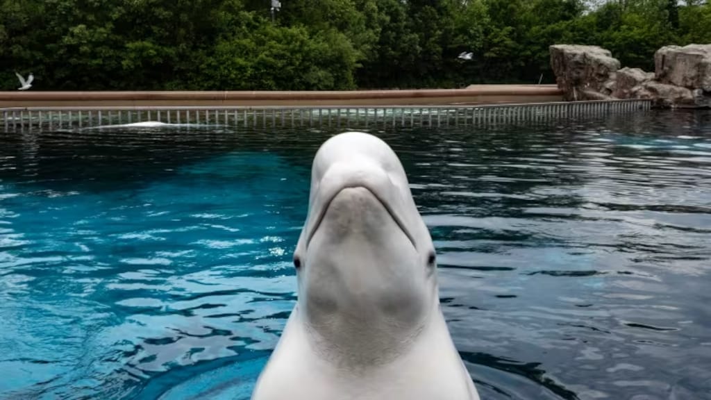 beluga-marineland-baleine-20251002-085006-68de9f2e8e434