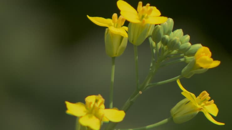 fleurs-canola-jaune-champ-manitoba-20251014-103424-68ee89a025470 fleurs-canola-jaune-champ-manitoba-20251014-103424-68ee89a025470