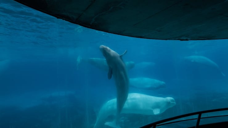 ont-marineland-2024-20251002-085006-68de9f2ecbae5