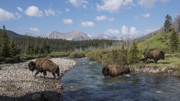 bison-sauvage-traversent-riviere-banff-20251126-092519-692737ffc0cbf