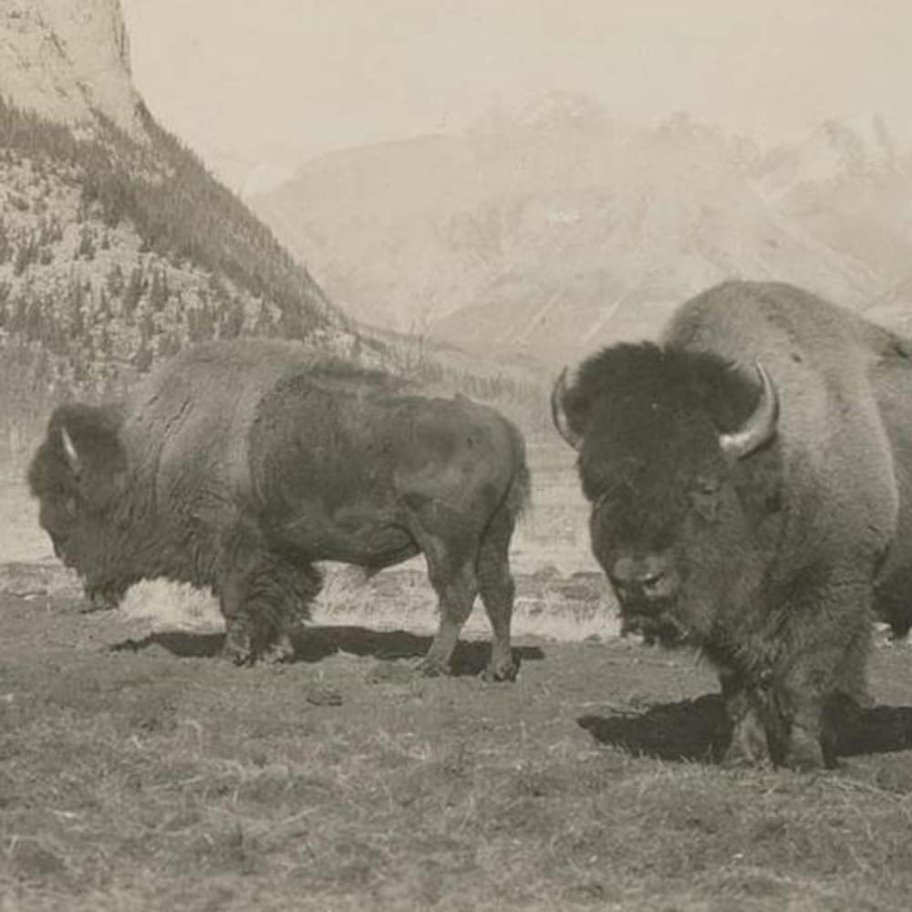 bisons-archives-banff-20251126-092518-692737fe0fafb