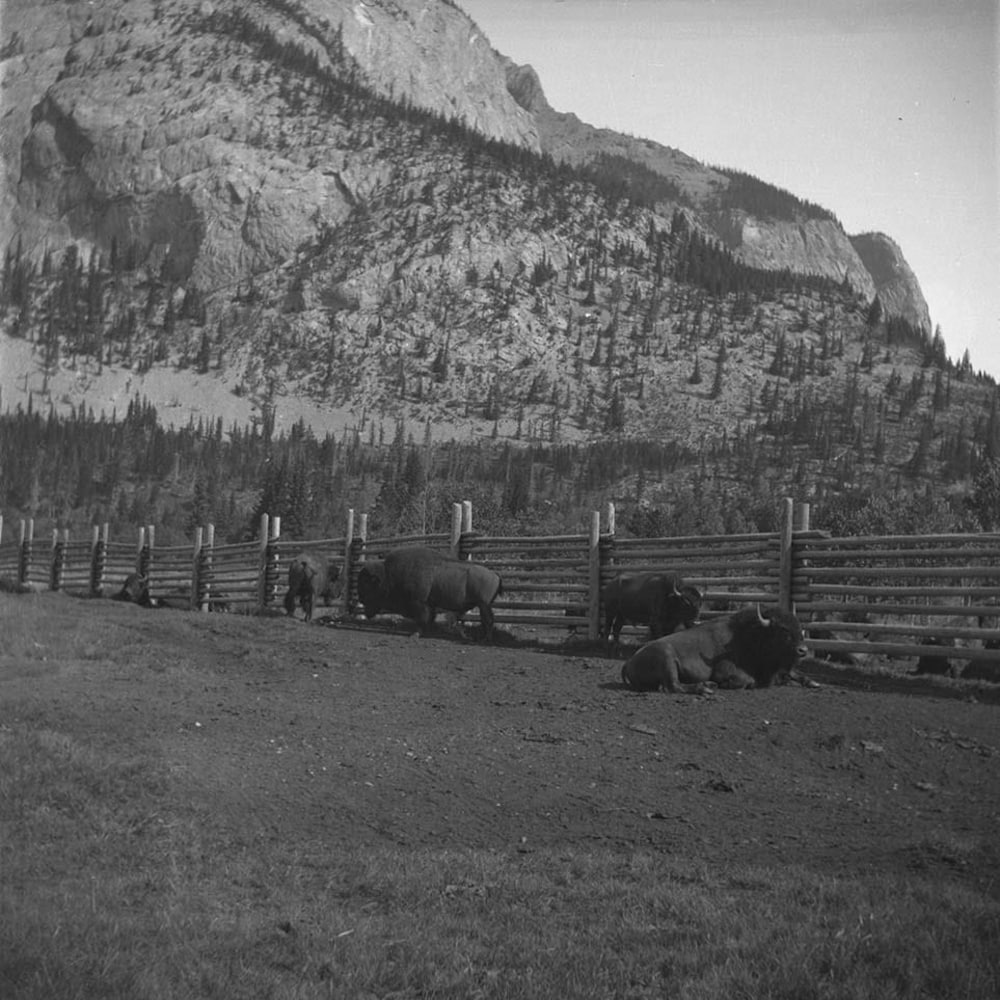 bisons-enclos-banff-archives-20251126-092519-692737ff47f25