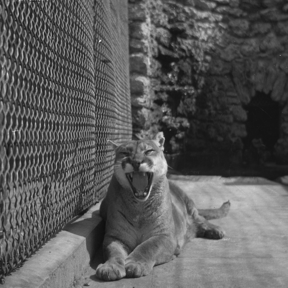 cougar-zoo-banff-archives-20251126-092515-692737fb93f08