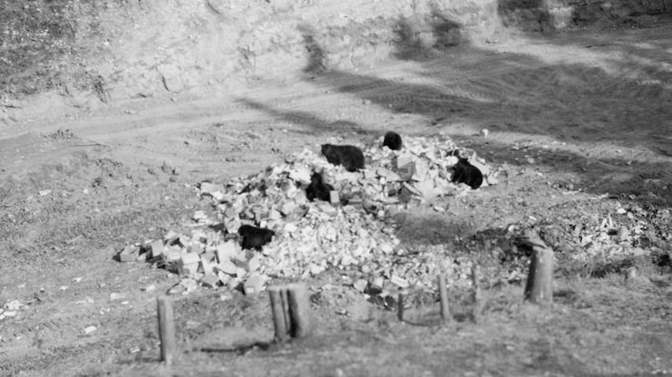 ours-banff-poubelle-archives-20251126-092517-692737fdcd693