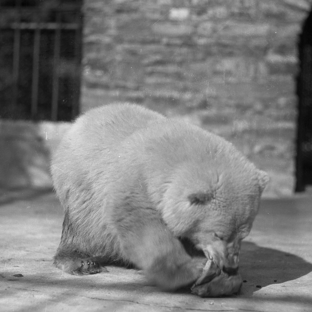 ours-polaire-zoo-banff-20251126-092515-692737fb86f55