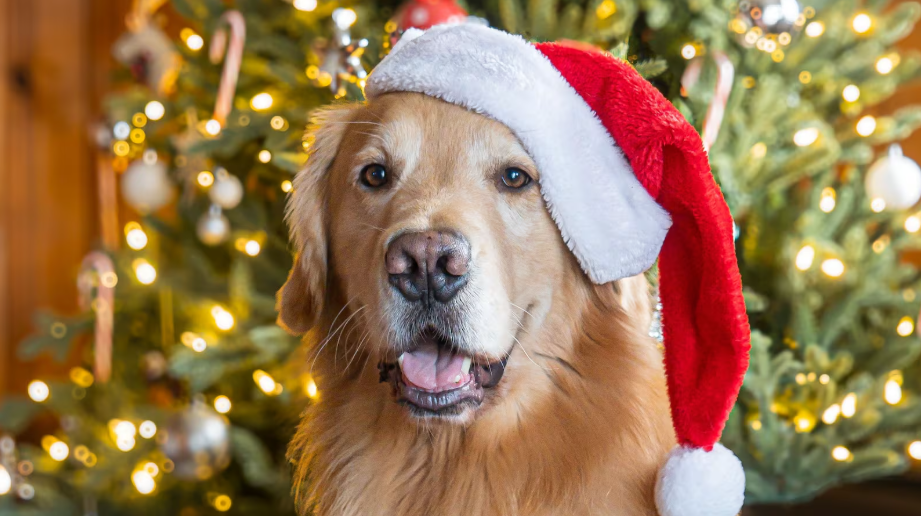 640-20251224-095614-694c293eb5ad4 640-20251224-095614-694c293eb5ad4