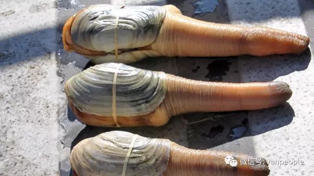 696ba29f8c4c5-20260117-085004-696bbdbcc072b