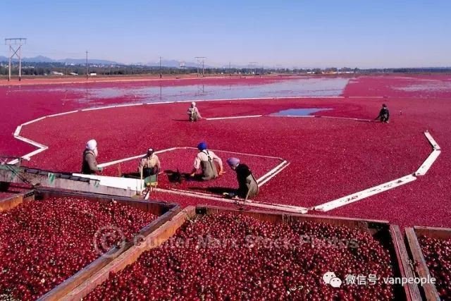 696ba29f9e6c9-20260117-085006-696bbdbe95168