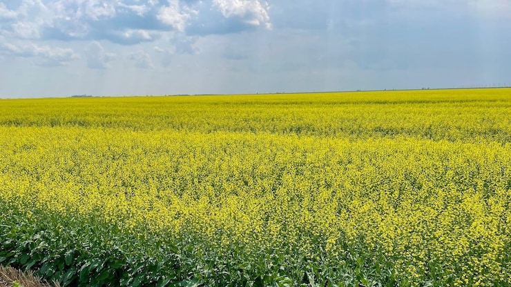 canola-saskatchewan-20260122-090809-69725979e69f3 canola-saskatchewan-20260122-090809-69725979e69f3