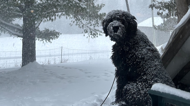 chien-grand-froid-neige-20260126-102330-6977b122dd80f