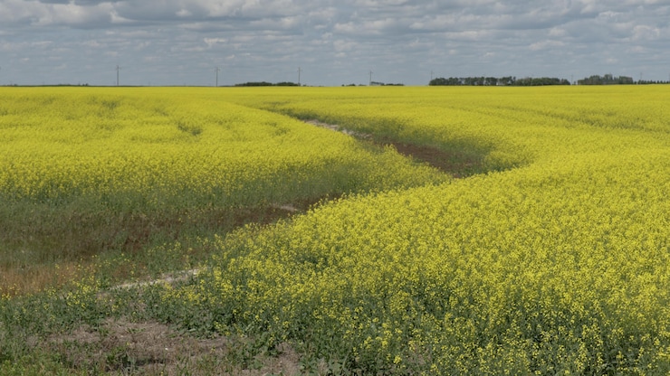 culture-canola-saskatchewan-droits-douane-chine-20260114-123943-6967ff0fd45b0 culture-canola-saskatchewan-droits-douane-chine-20260114-123943-6967ff0fd45b0