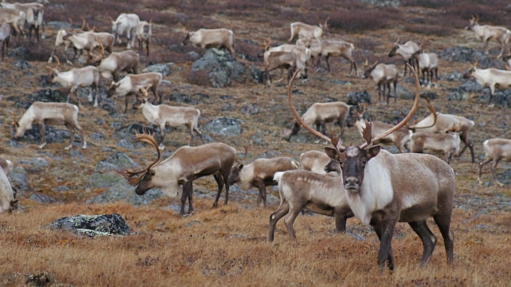 caribous-nunavik-males-rivieres-aux-feuilles-20260226-093028-69a083344e17c