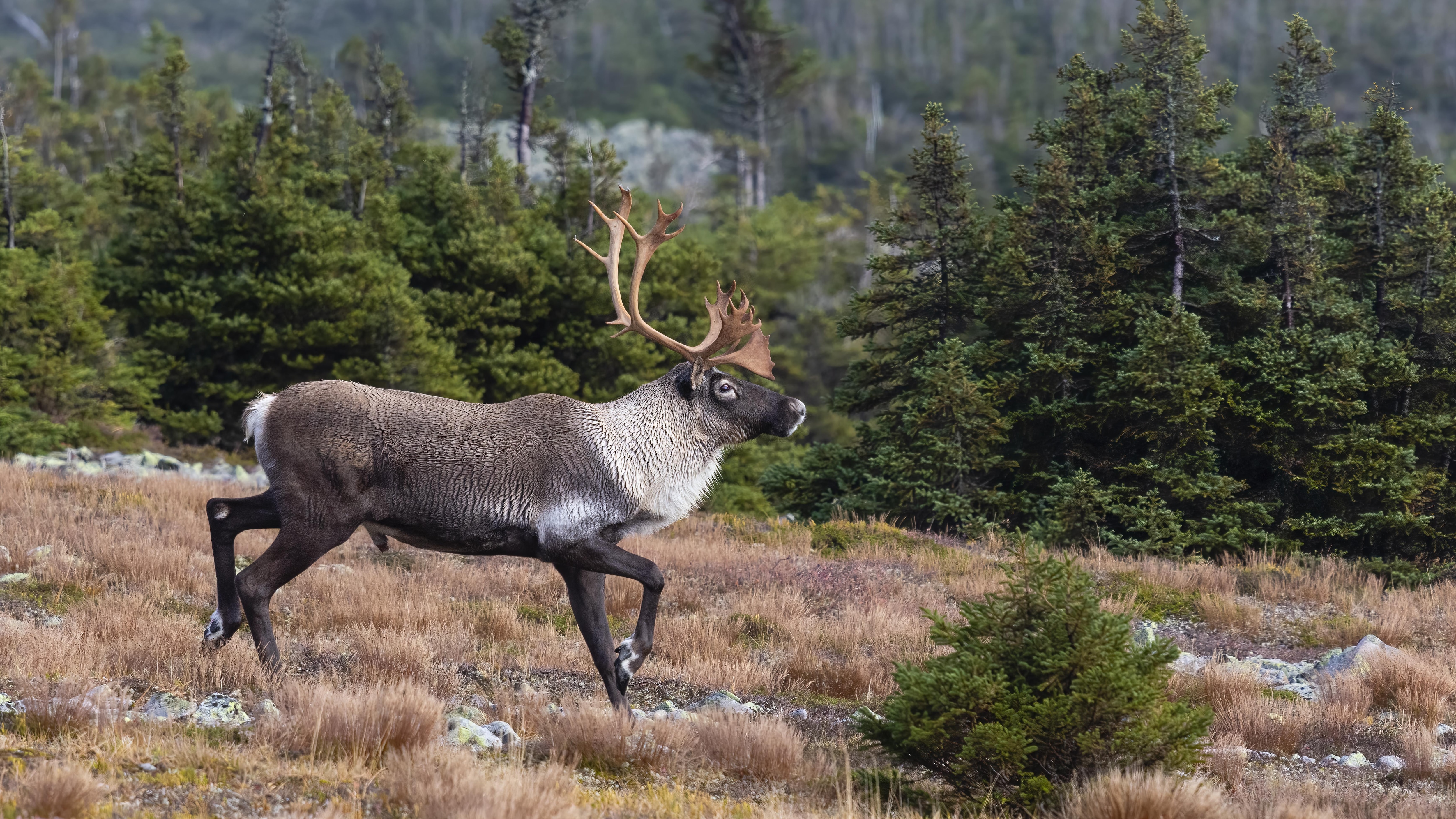 vjcn-caribou-forestier-protection-pipmuacan-20260226-093028-69a08334ade97