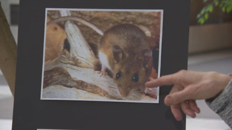 hantavirus-souris-20260504-120104-69f8ecf083cfa