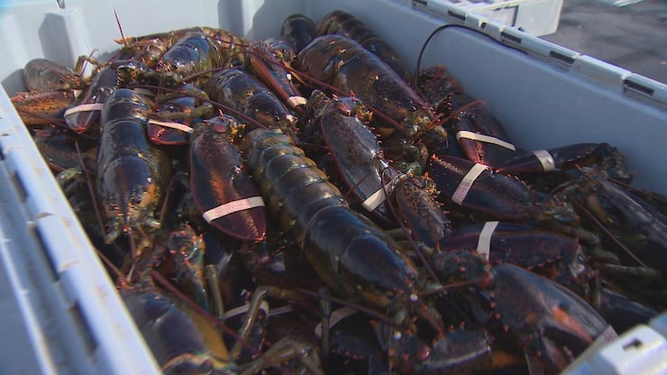 lobster-export-20260702-110529-6a46a86908804